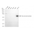 LifeSab™ FAAH Rabbit mAb (20 μl)