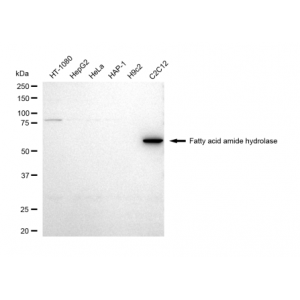 LifeSab™ FAAH Rabbit mAb (20 μl)