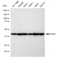 LifeSab™ Actin Rabbit mAb (20 μl)