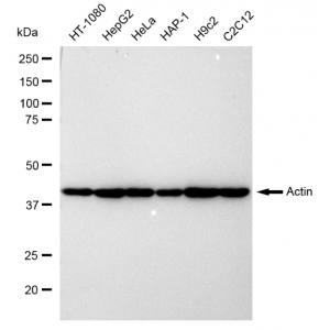 LifeSab™ Actin Rabbit mAb (20 μl)