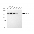 LifeSab™ FANCA Rabbit mAb (20 μl)