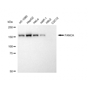 LifeSab™ FANCA Rabbit mAb (20 μl)