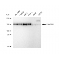 LifeSab™ FANCD2 Rabbit mAb (20 μl)