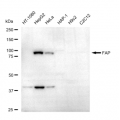 LifeSab™ FAP Rabbit mAb (20 μl)