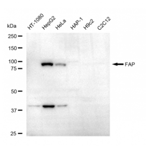 LifeSab™ FAP Rabbit mAb (20 μl)