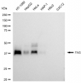 LifeSab™ FAS Rabbit mAb (20 μl)