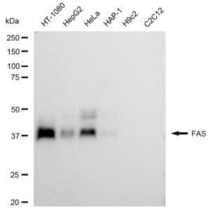 LifeSab™ FAS Rabbit mAb (20 μl)