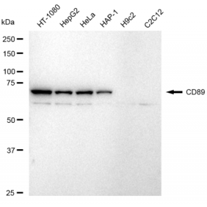 LifeSab™ CD89 Rabbit mAb (20 μl)