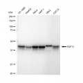 LifeSab™ FDFT1 Rabbit mAb (20 μl)