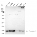 LifeSab™ FDX1 Rabbit mAb (20 μl)