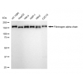 LifeSab™ FGA Rabbit mAb (20 μl)