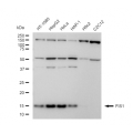 LifeSab™ FIS1 Rabbit mAb (20 μl)