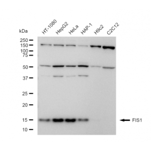 LifeSab™ FIS1 Rabbit mAb (20 μl)