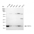 LifeSab™ FKBP1A Rabbit mAb (20 μl)