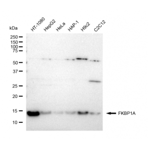 LifeSab™ FKBP1A Rabbit mAb (20 μl)