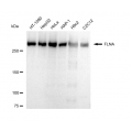 LifeSab™ FLNA Rabbit mAb (20 μl)