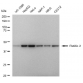 LifeSab™ FLOT2 Rabbit mAb (20 μl)