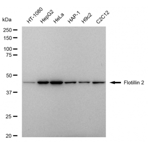 LifeSab™ FLOT2 Rabbit mAb (20 μl)