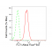 LifeSab™ FLT1 Rabbit mAb (20 μl)