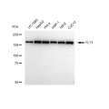 LifeSab™ FLT1 Rabbit mAb (20 μl)