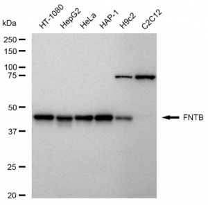 LifeSab™ FNTB Rabbit mAb (20 μl)