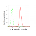 LifeSab™ FOXO1A Rabbit mAb (20 μl)