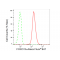 LifeSab™ FOXO1A Rabbit mAb (20 μl)