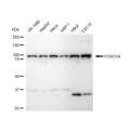 LifeSab™ FOXO1A Rabbit mAb (20 μl)