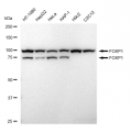 LifeSab™ FOXP1 Rabbit mAb (20 μl)