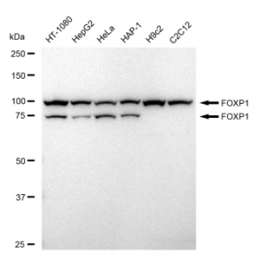 LifeSab™ FOXP1 Rabbit mAb (20 μl)