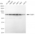LifeSab™ FUBP1 Rabbit mAb (20 μl)