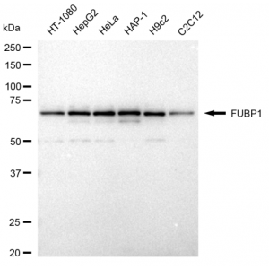 LifeSab™ FUBP1 Rabbit mAb (20 μl)
