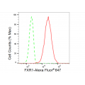 LifeSab™ FXR1 Rabbit mAb (20 μl)