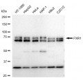 LifeSab™ FXR1 Rabbit mAb (20 μl)