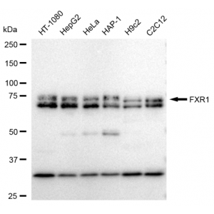 LifeSab™ FXR1 Rabbit mAb (20 μl)