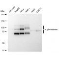 LifeSab™ GAA Rabbit mAb (20 μl)