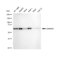 LifeSab™ GABRA5 Rabbit mAb (20 μl)