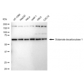 LifeSab™ GAD1 Rabbit mAb (20 μl)