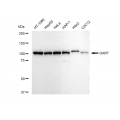LifeSab™ GART Rabbit mAb (20 μl)
