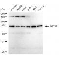 LifeSab™ GATA6 Rabbit mAb (20 μl)