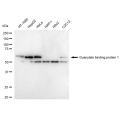 LifeSab™ GBP1 Rabbit mAb (20 μl)
