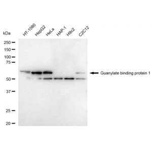 LifeSab™ GBP1 Rabbit mAb (20 μl)