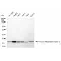 LifeSab™ GDF3 Rabbit mAb (20 μl)
