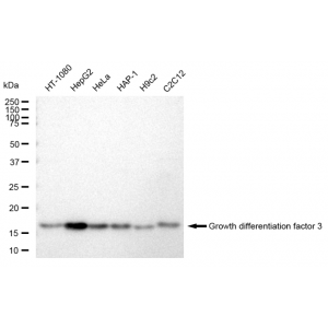 LifeSab™ GDF3 Rabbit mAb (20 μl)