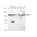 LifeSab™ GLI1 Rabbit mAb (20 μl)