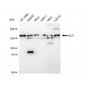 LifeSab™ GLI1 Rabbit mAb (20 μl)