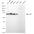 LifeSab™ GNE Rabbit mAb (20 μl)