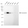 LifeSab™ GNL3 Rabbit mAb (20 μl)