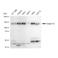 LifeSab™ GOLGA2 Rabbit mAb (20 μl)