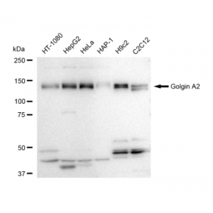 LifeSab™ GOLGA2 Rabbit mAb (20 μl)